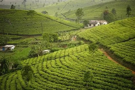 Lipton’s Seat & Diyaluma Waterfall