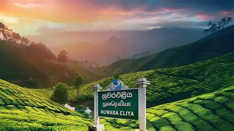 Ceylon Tea Experience