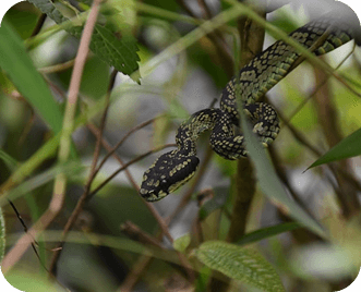 Sinharaja Rain Forest