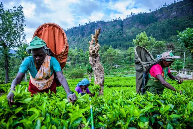 Tea Plantation & Factory
