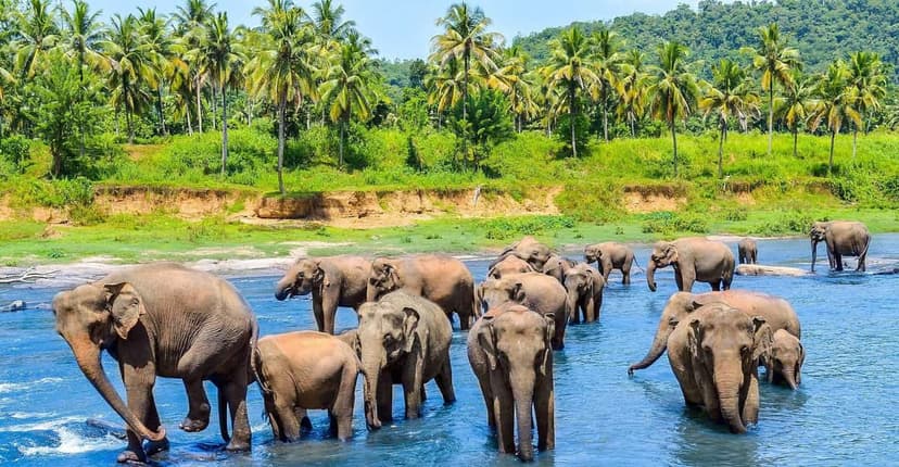 Pinnawala Elephant Orphanage