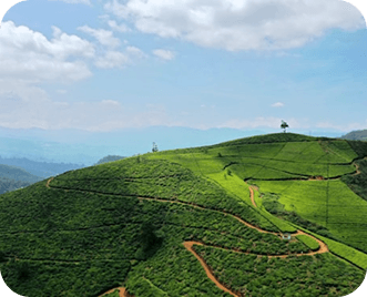 Pekoe Trail / Tea Cultivation Trek